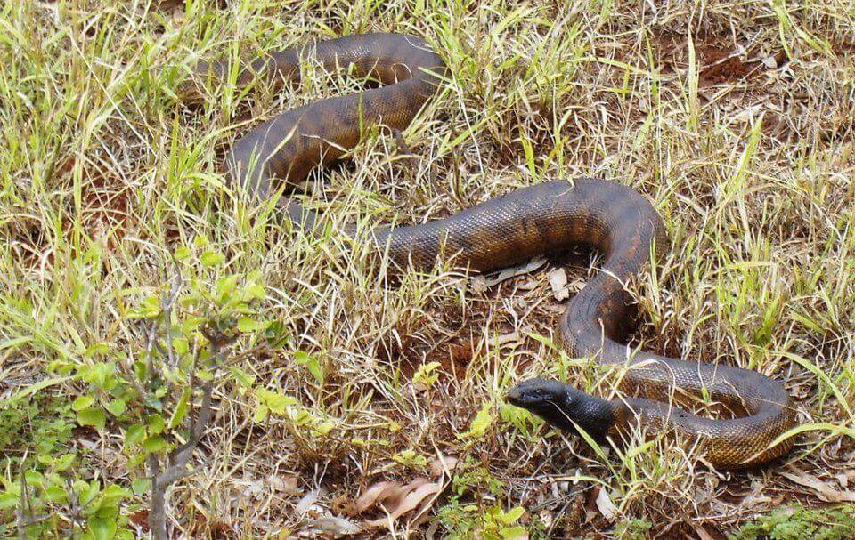 ular piton kepala hitam termasuk reptil kalem