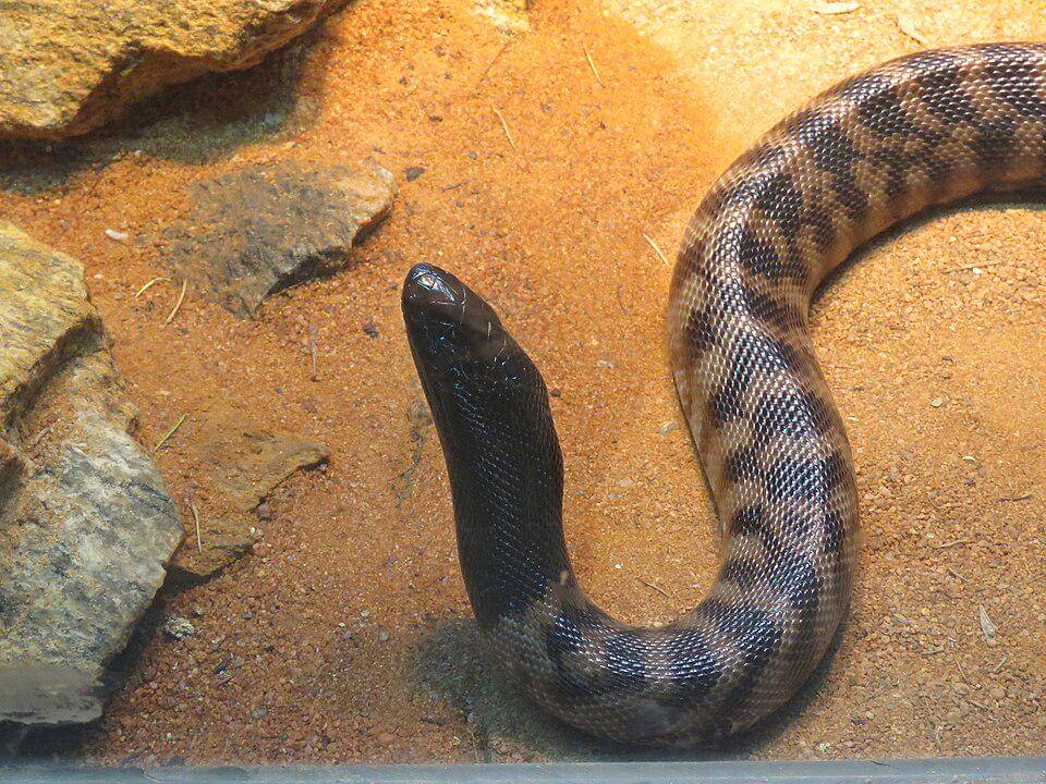 kepala hitam ular ini punya fungsi praktis
