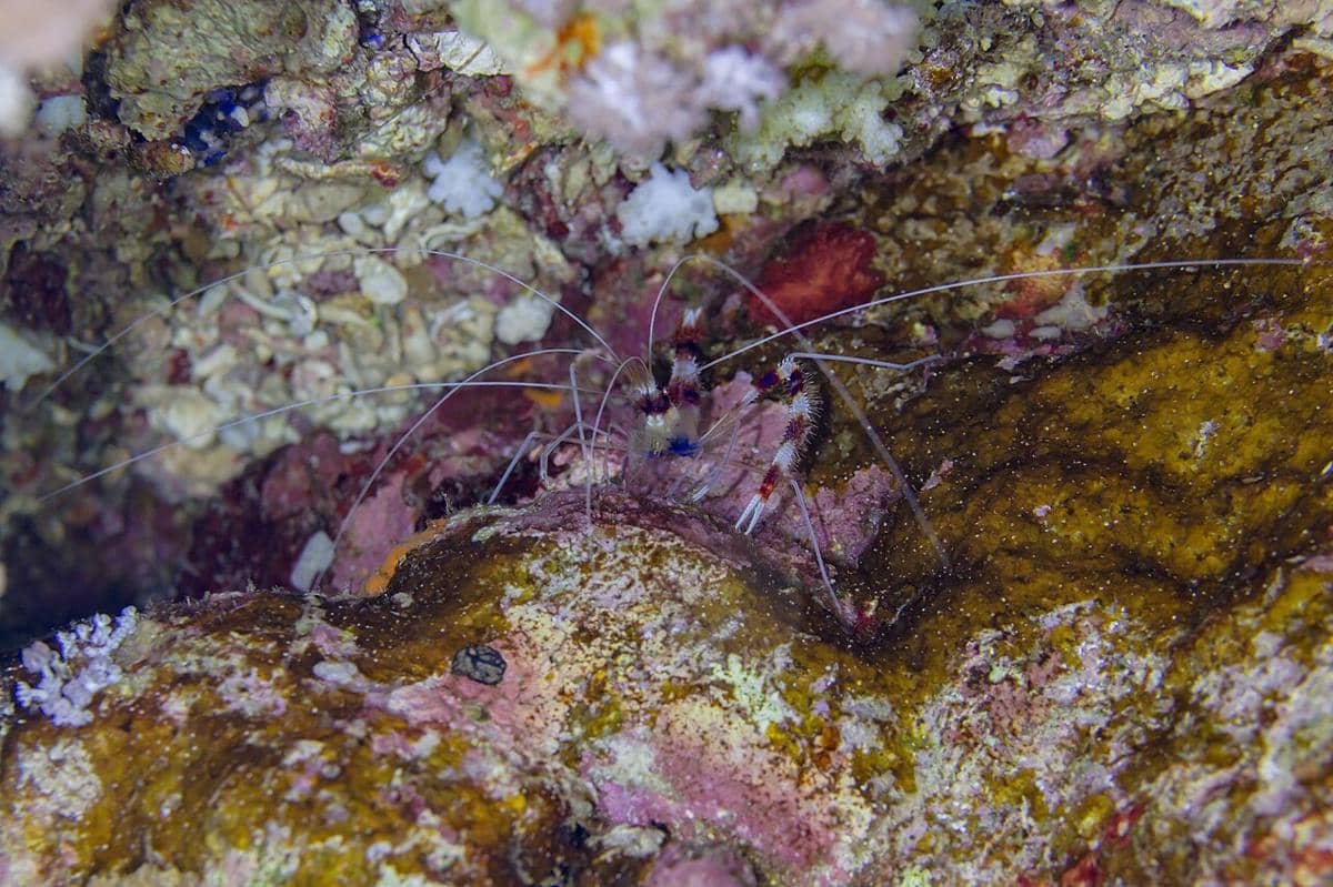udang karang pita merah