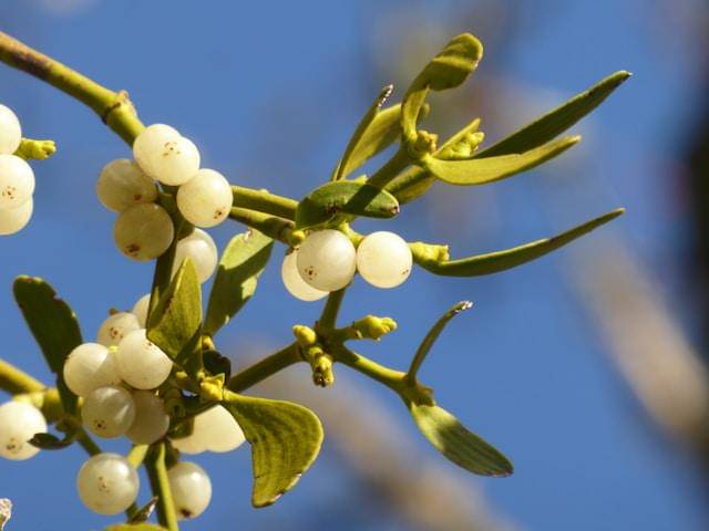 ilustrasi mistletoe