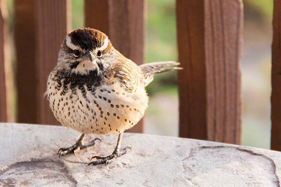 tampak dekat cikrak kaktus