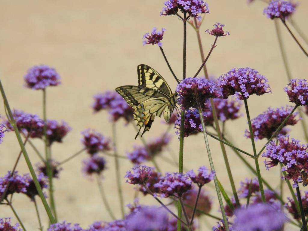 Old World Swallowtail
