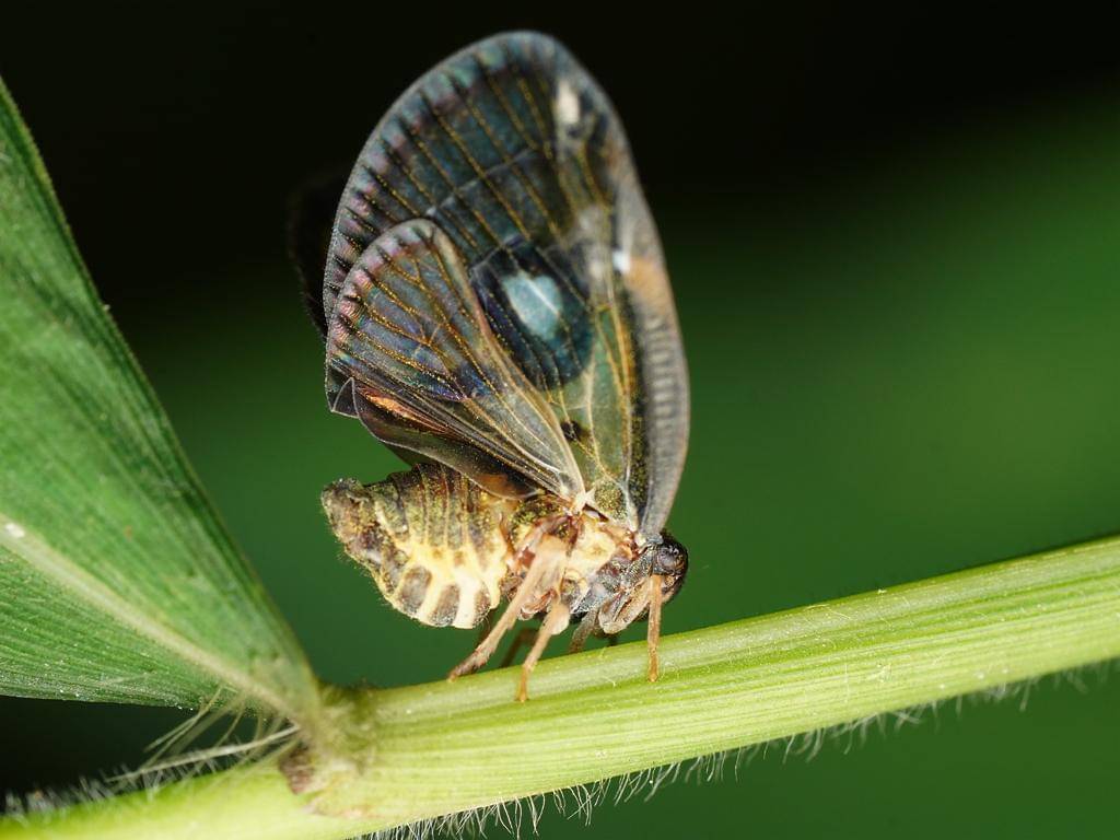 Euricania ocellus