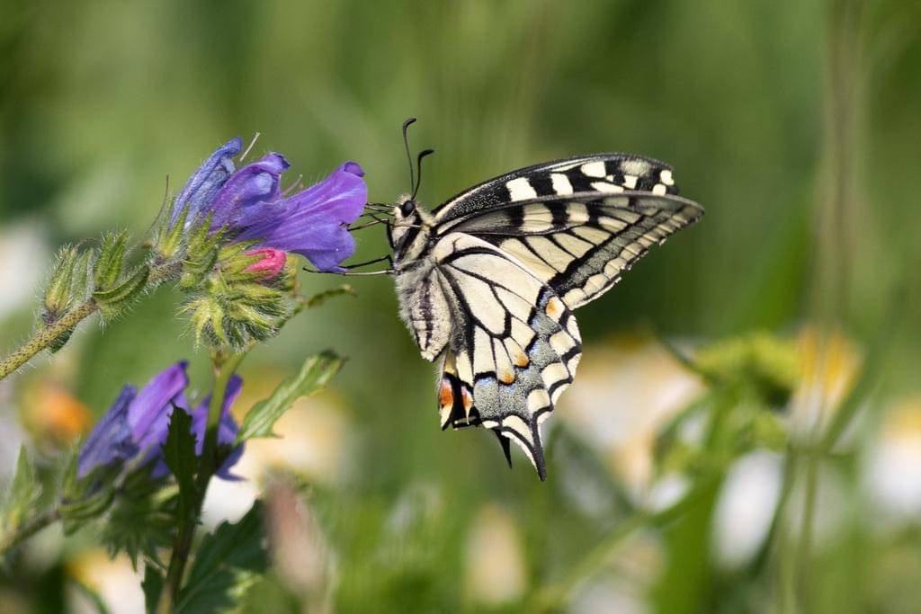Old World Swallowtail