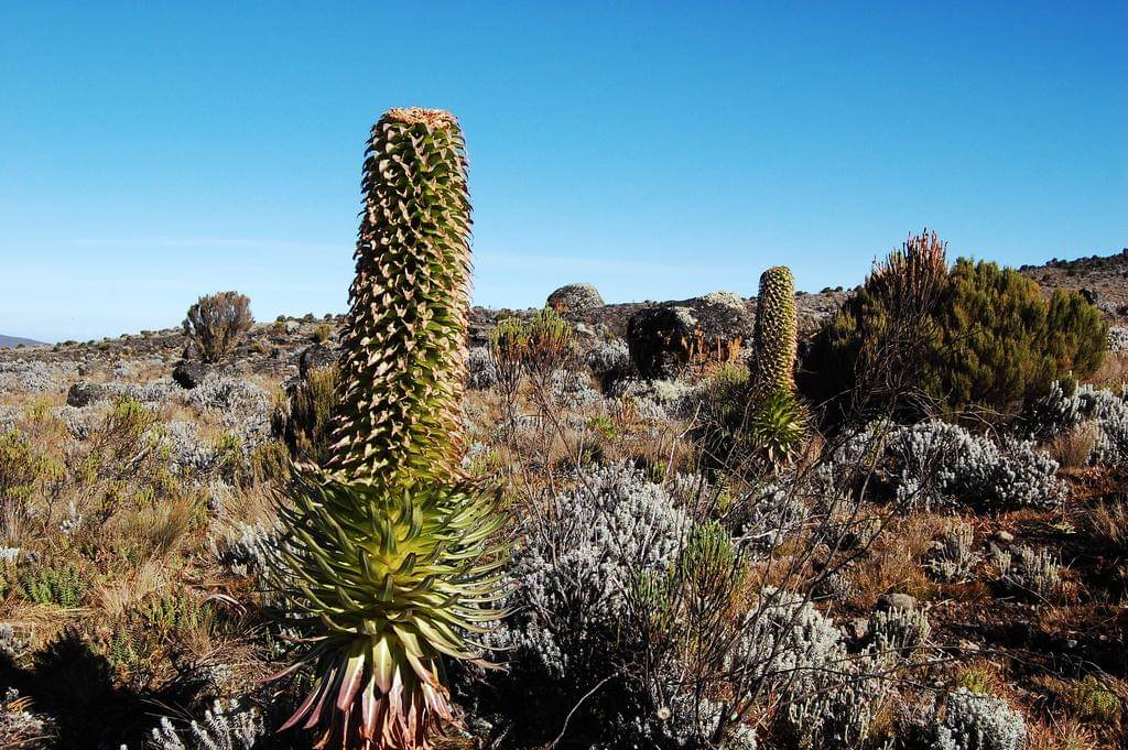 Lobelia deckenii ssp. deckenii