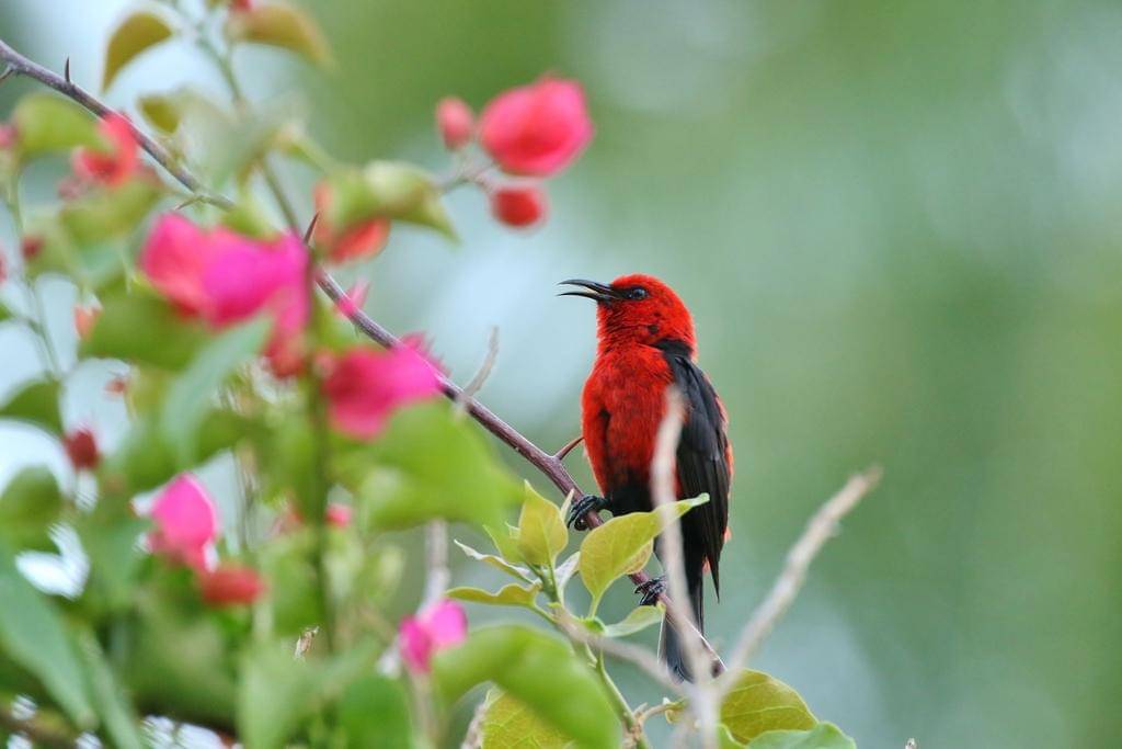 Gambar di atas bukan burung madu sumba tapi chuuk myzomela, keduanya terlihat mirip