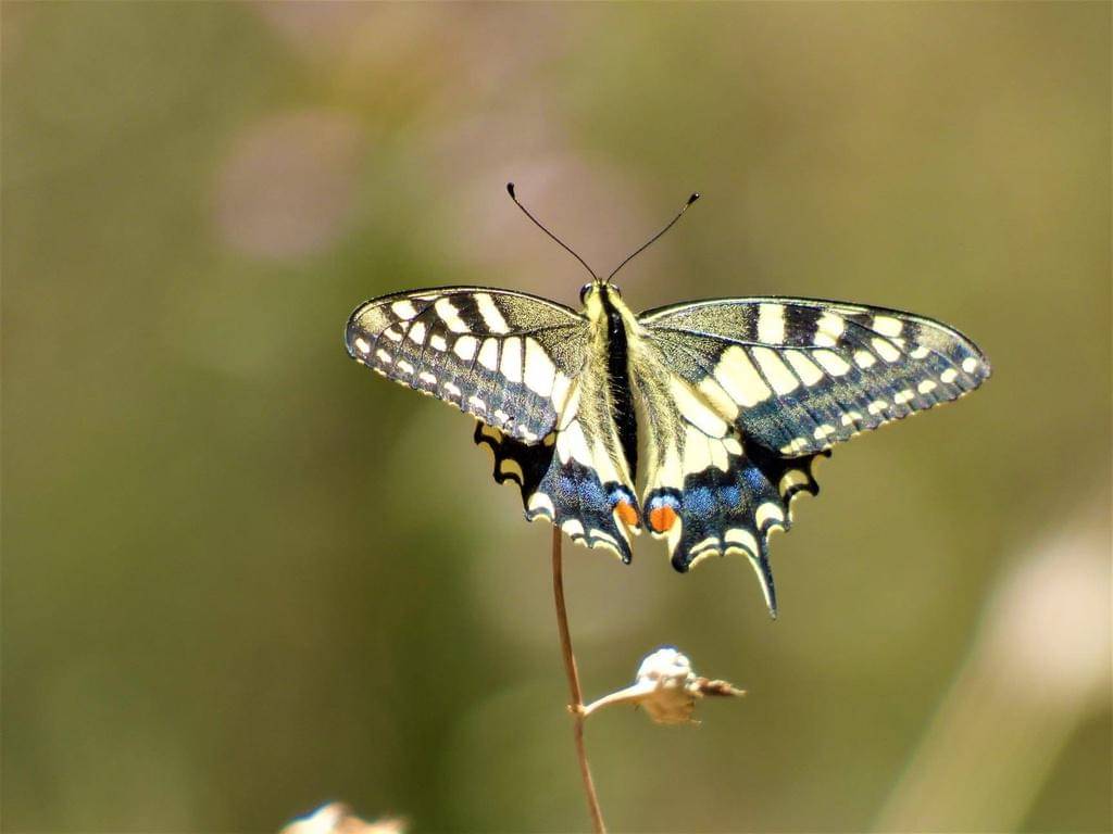 Old World Swallowtail
