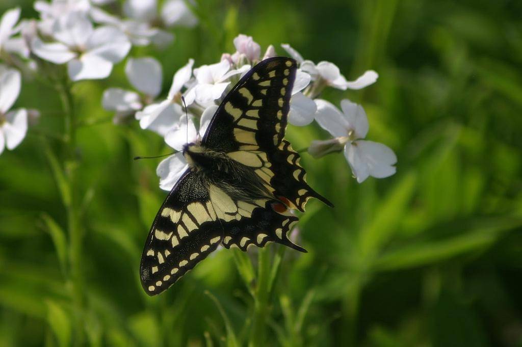 Old World Swallowtail