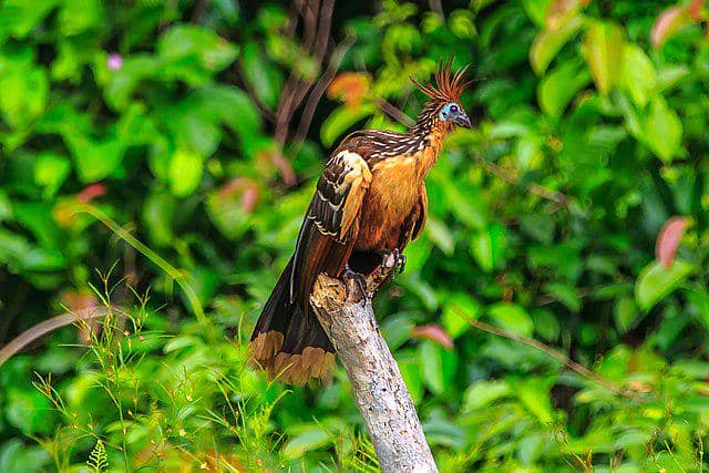 potret burung hoatzin