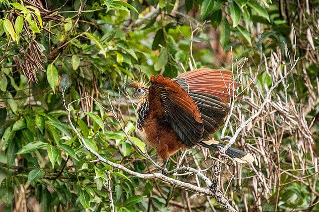 potret burung hoatzin