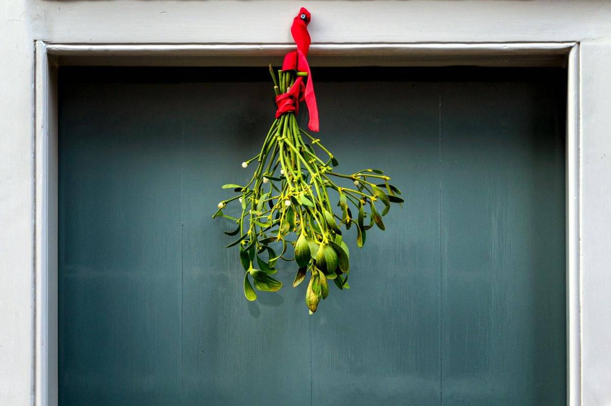 ilustrasi mistletoe