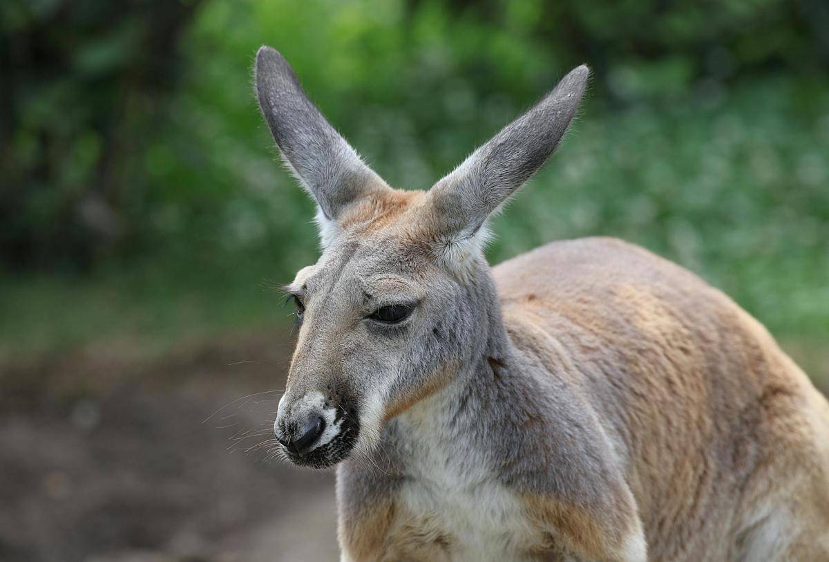 Fakta Unik Kangguru Merah, Marsupial Terbesar di Dunia