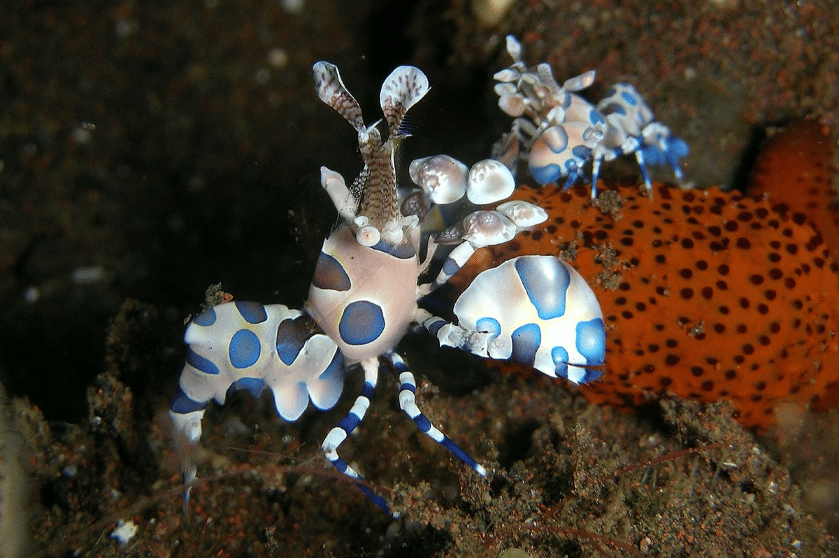 udang harlequin