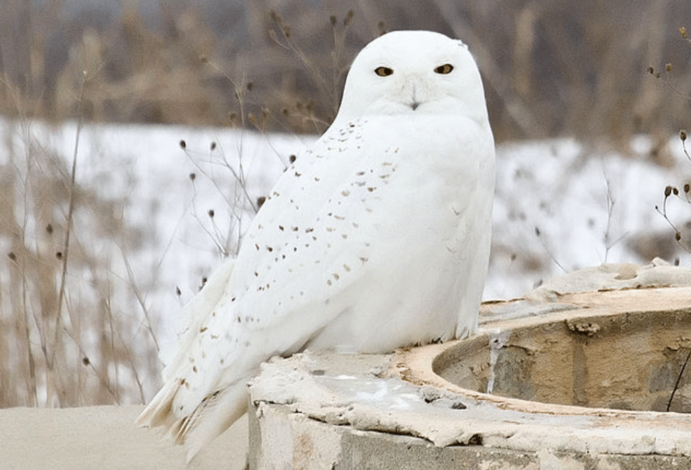 potret burung snowy owl