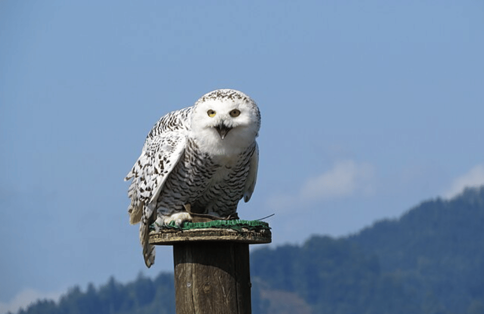 potret burung snowy owl