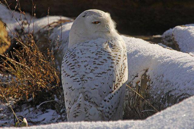 potret burung snowy owl