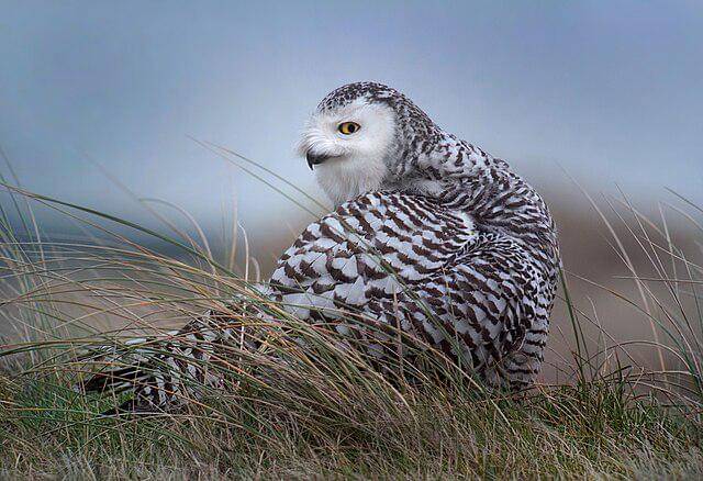 potret burung snowy owl