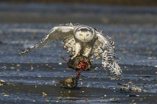 potret burung snowy owl