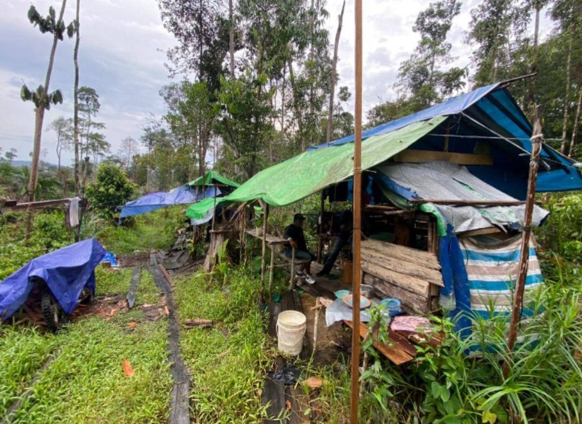 Tim gabungan temukan 7 pelaku pembalakan liar di Kalbar. 