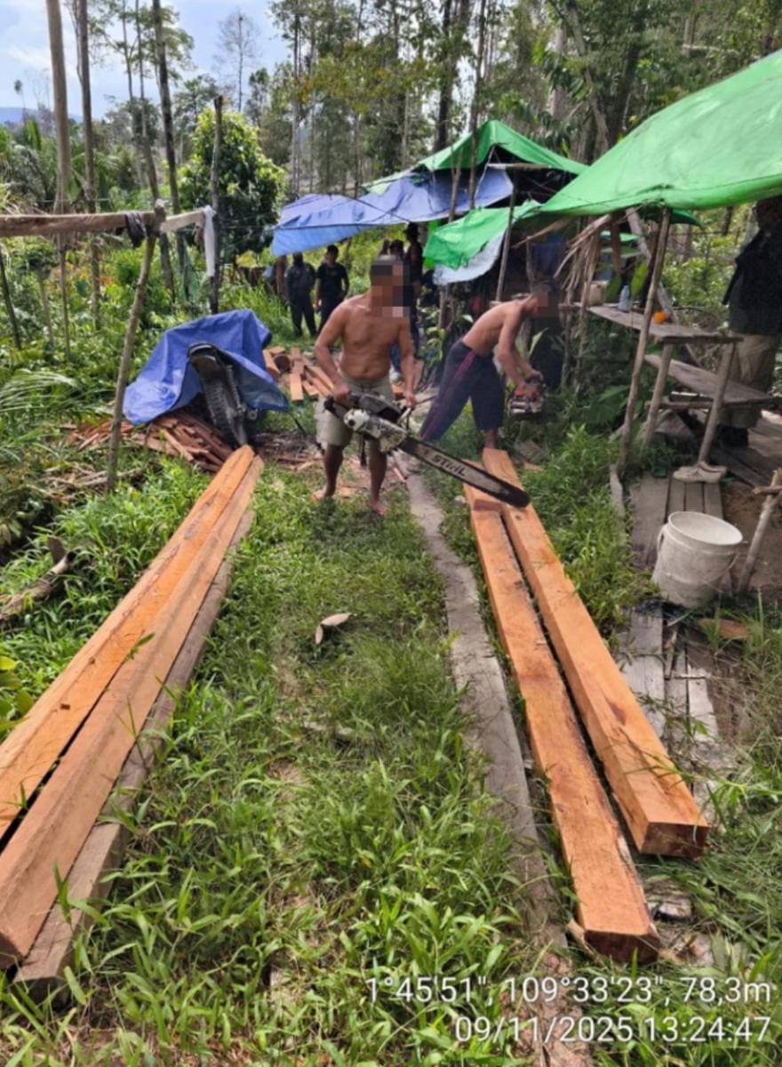 Pelaku pembalakan liar. 