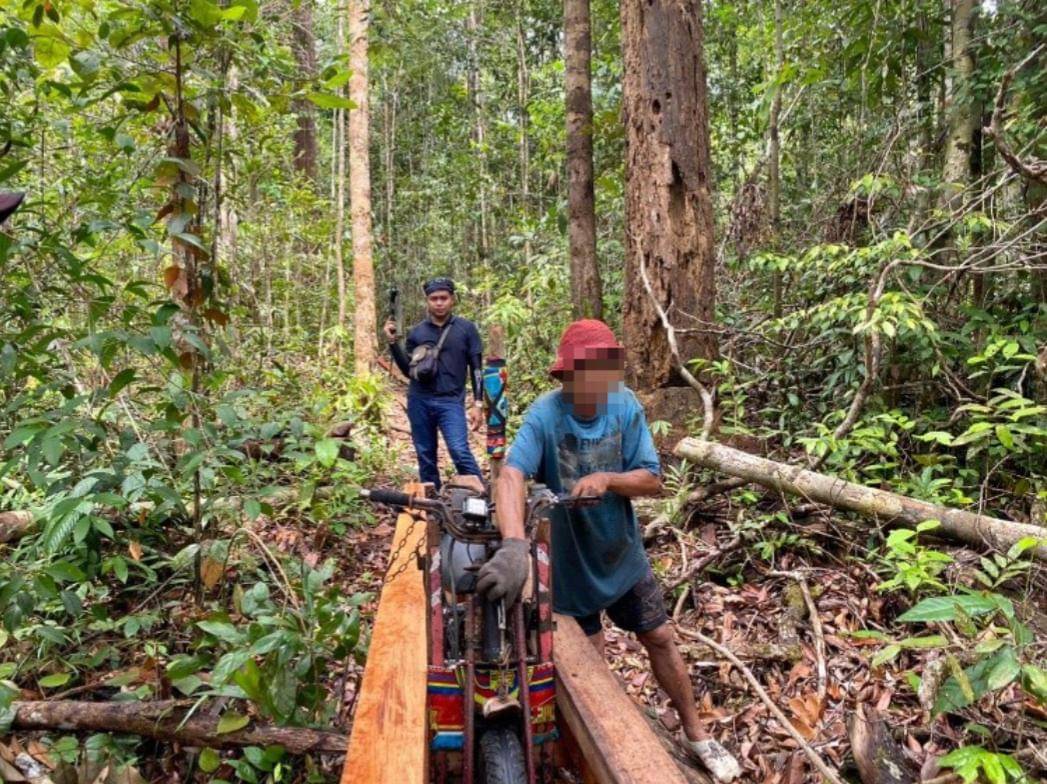 Gakkum amankan pelaku pembalakan liar.