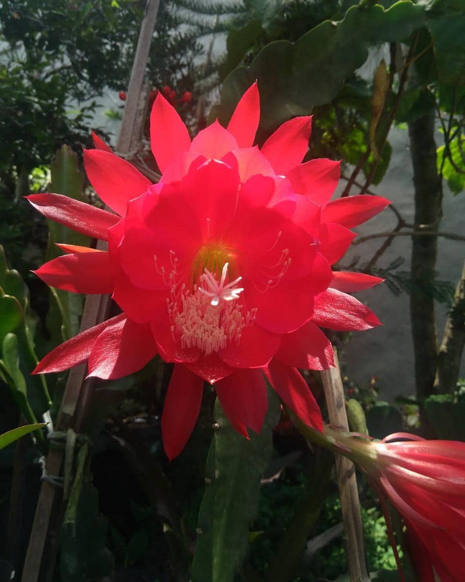 Bunga wijaya kusuma merah