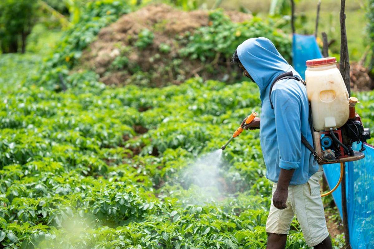 ilustrasi petani yang memberikan pestisida ke tanaman 