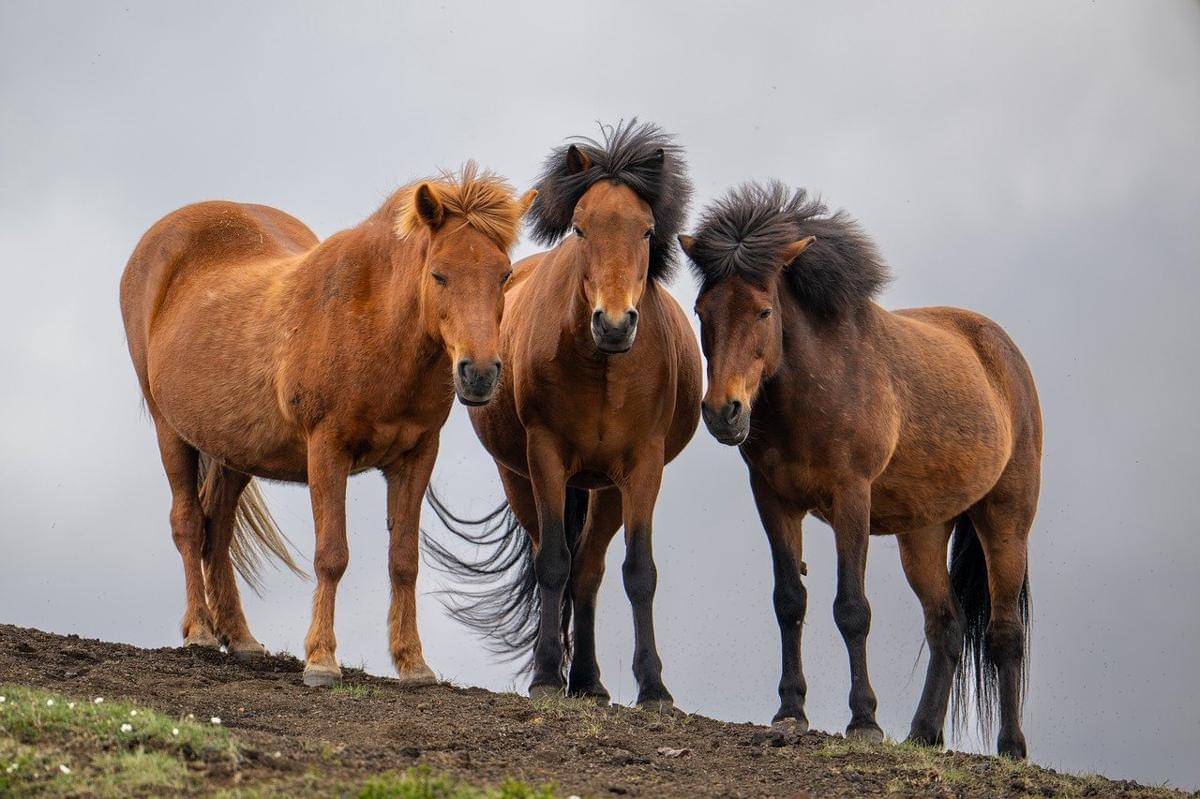 Kuda Islandia