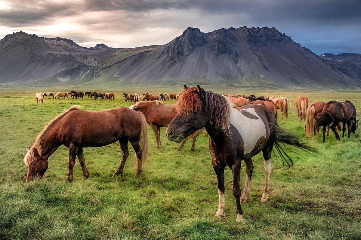 Kuda Islandia