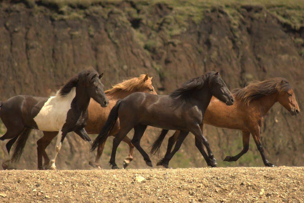 Kuda Islandia