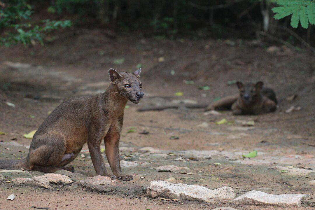Fossa