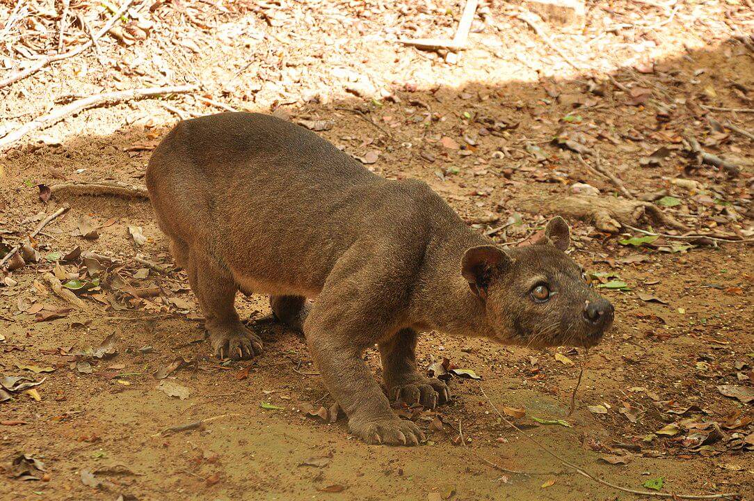 Fossa