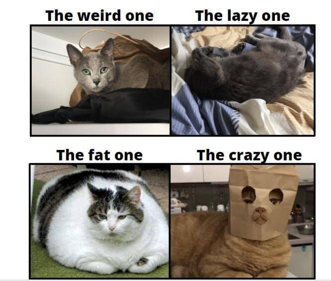 meme kucing tentang pertemanan