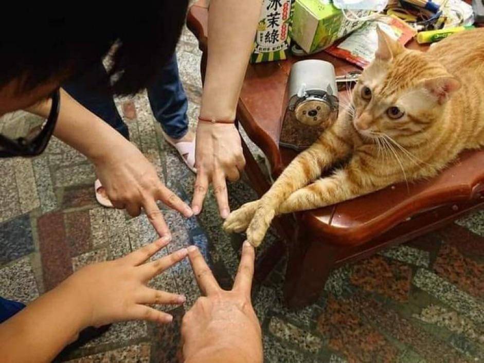 meme kucing tentang pertemanan