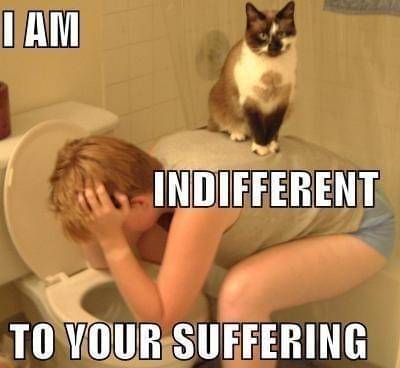 meme kucing tentang pertemanan