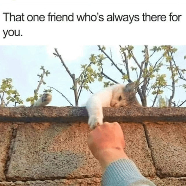 meme kucing tentang pertemanan