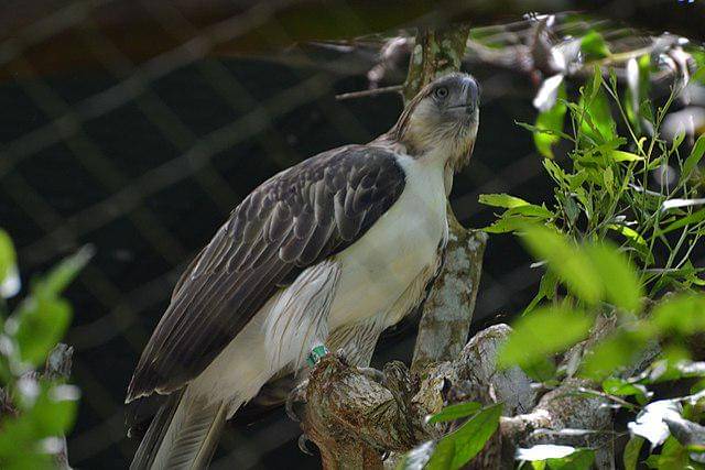 potret burung philippine eagle