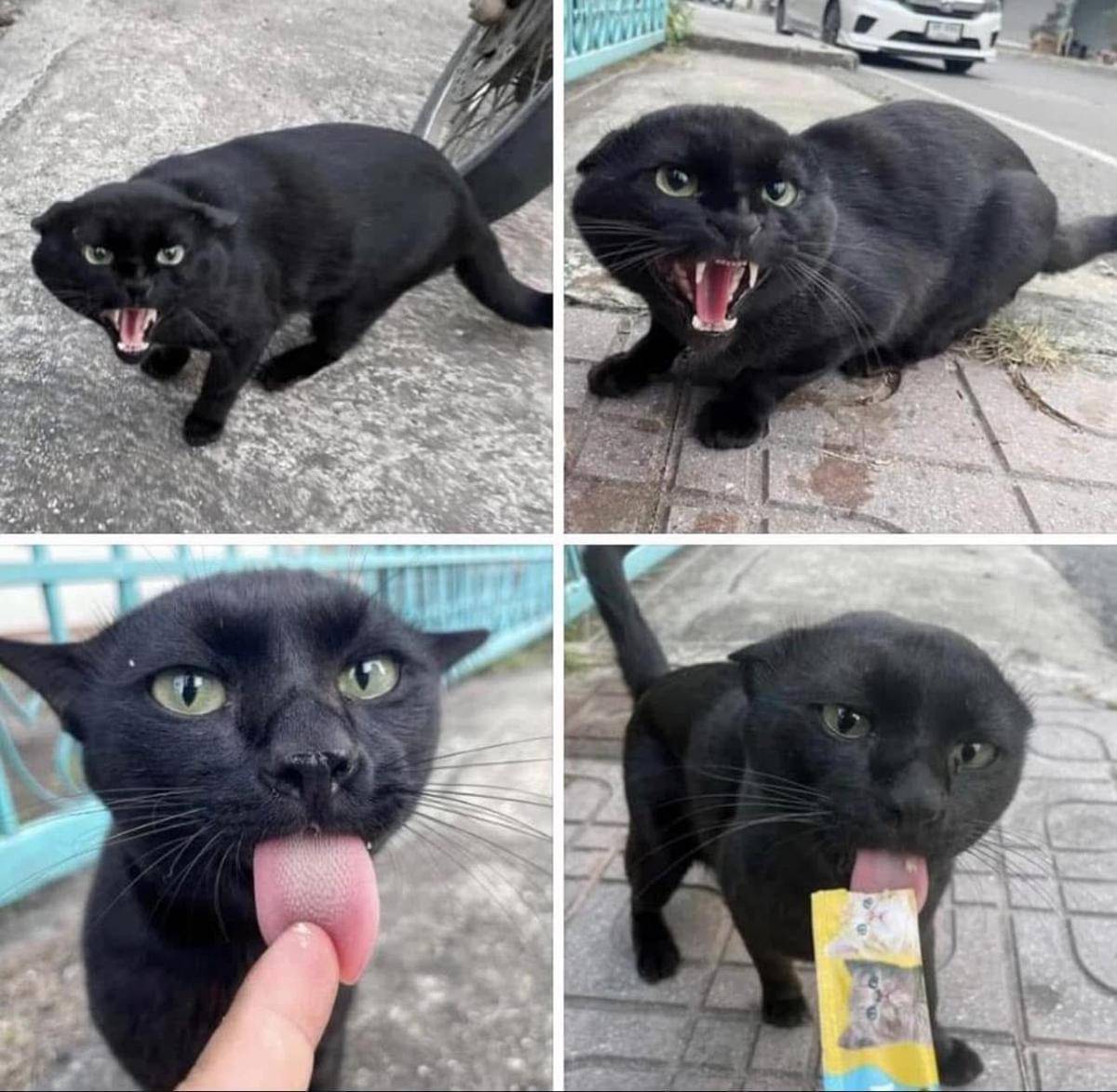 meme kucing tentang pertemanan