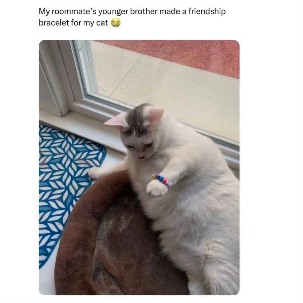 meme kucing tentang pertemanan