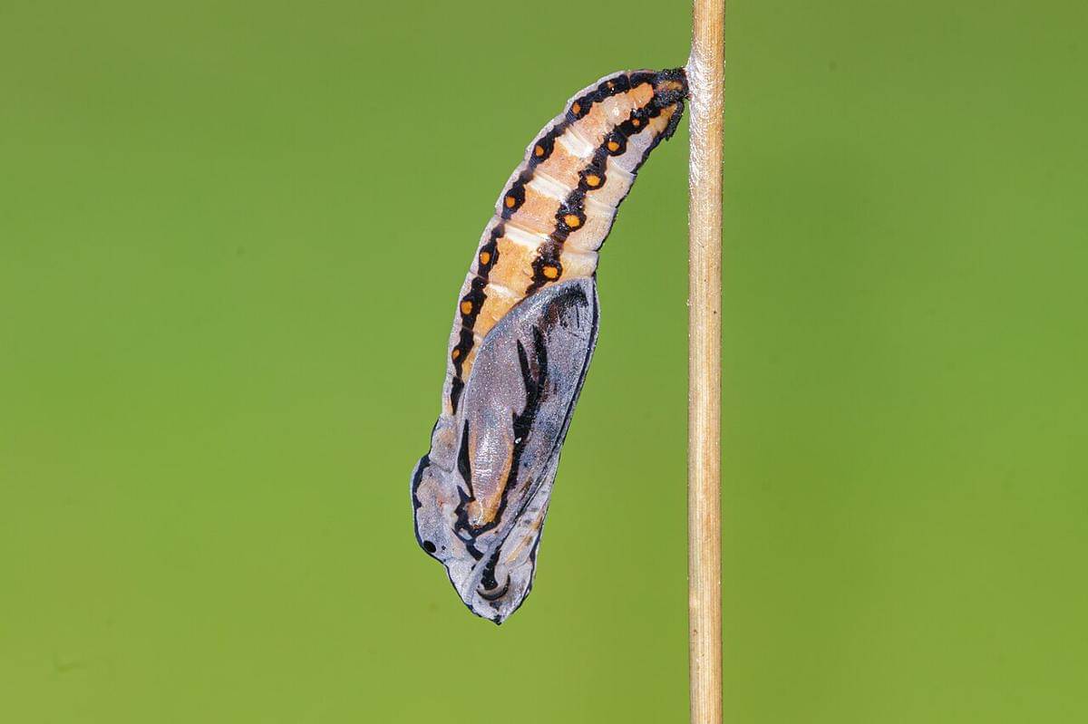 pupa tawny coster