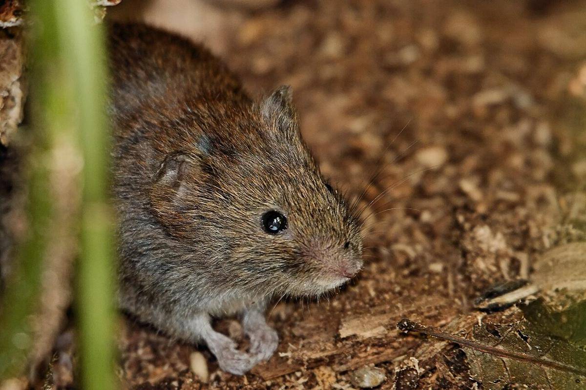 bank vole
