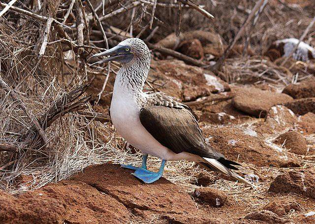 potret burung blue footed booby