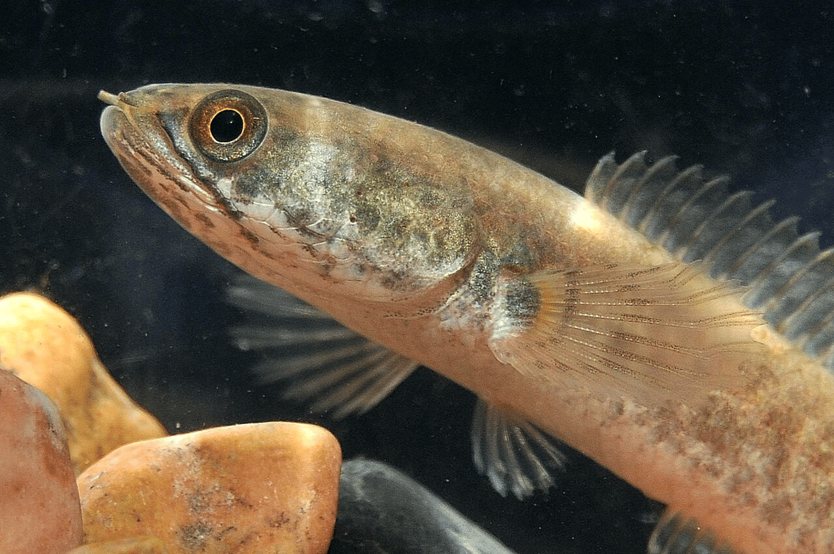 ikan gabus