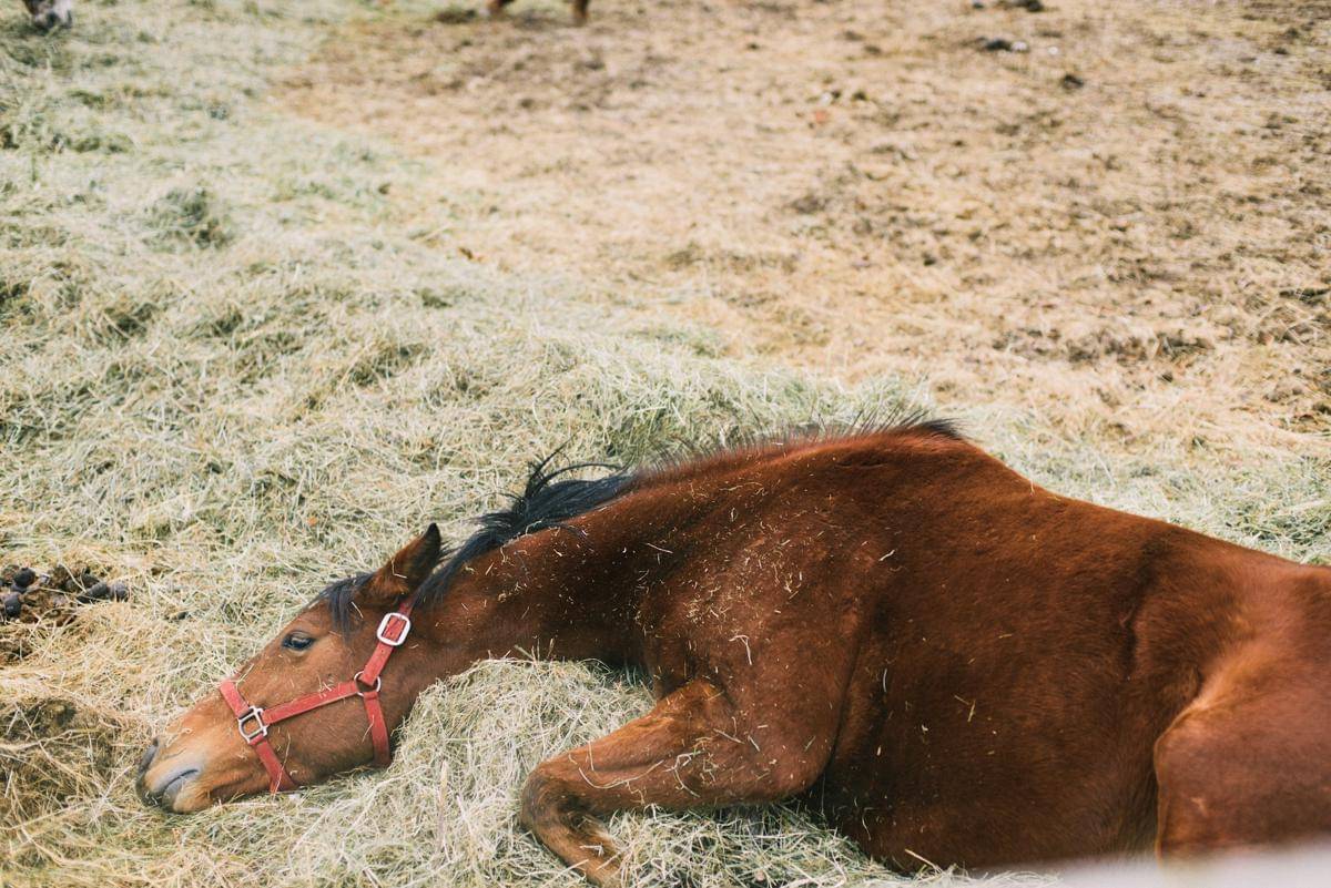 Alasan Kuda yang Patah Kaki akan Disuntik Mati, Tak Bisa Diobati?