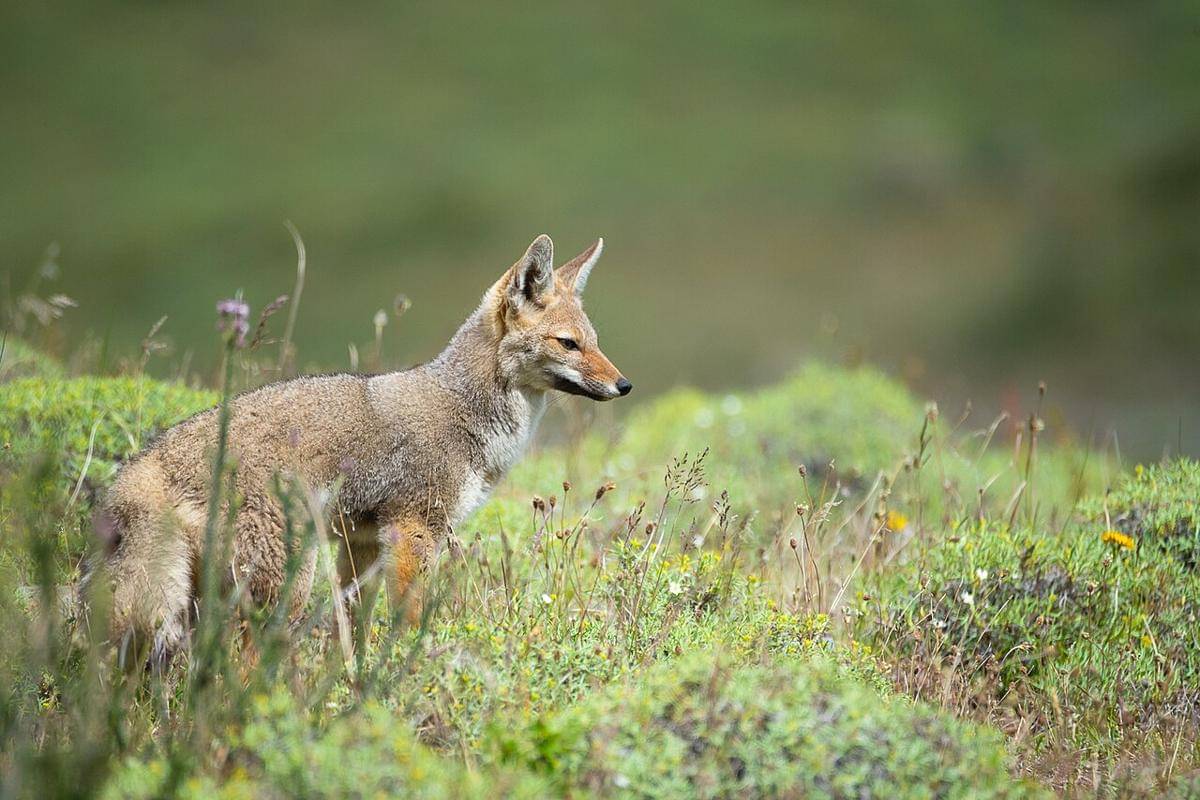 rubah kelabu amerika selatan