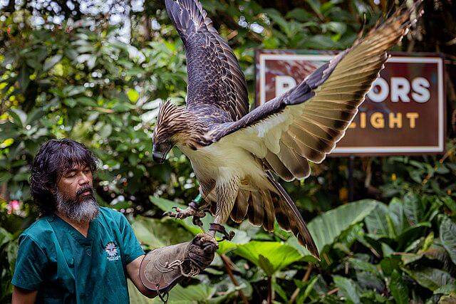 potret burung philippine eagle