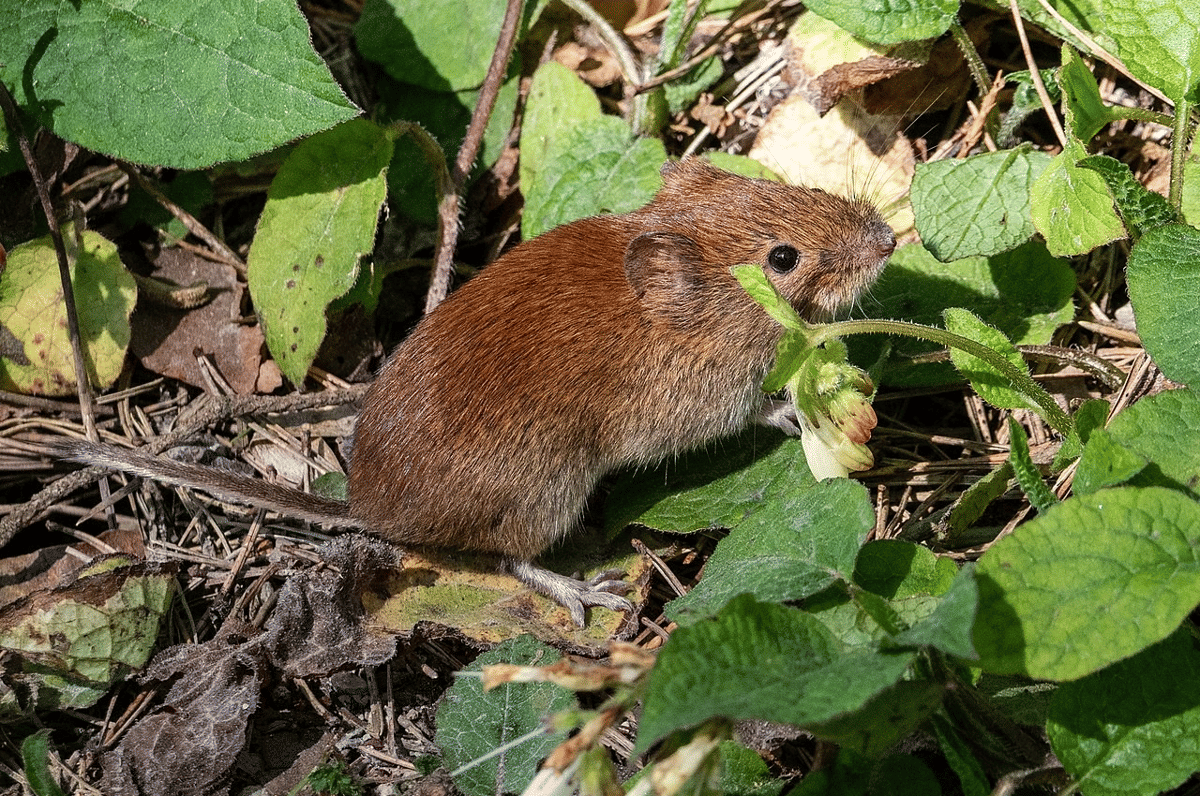 bank vole