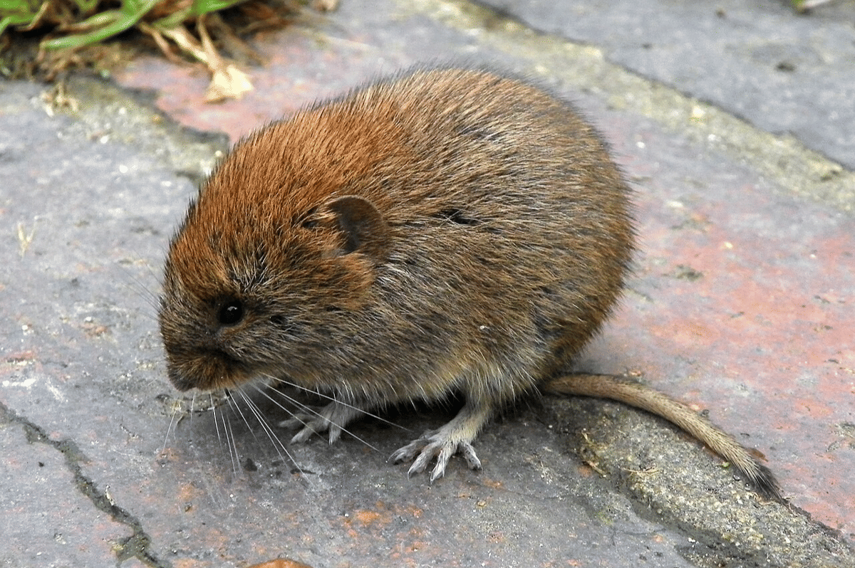 bank vole