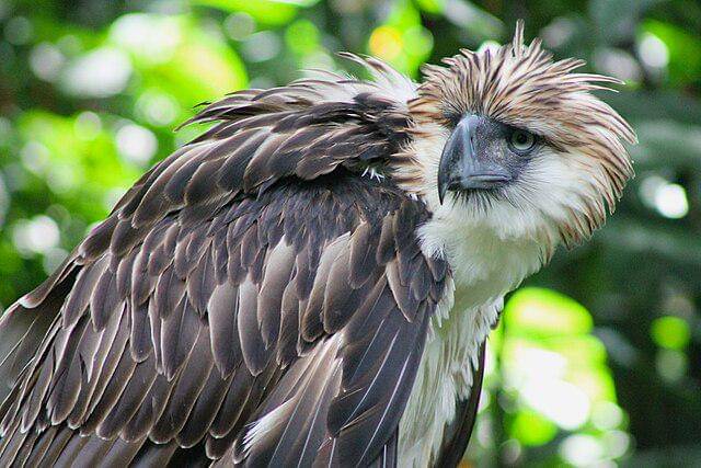 potret burung philippine eagle