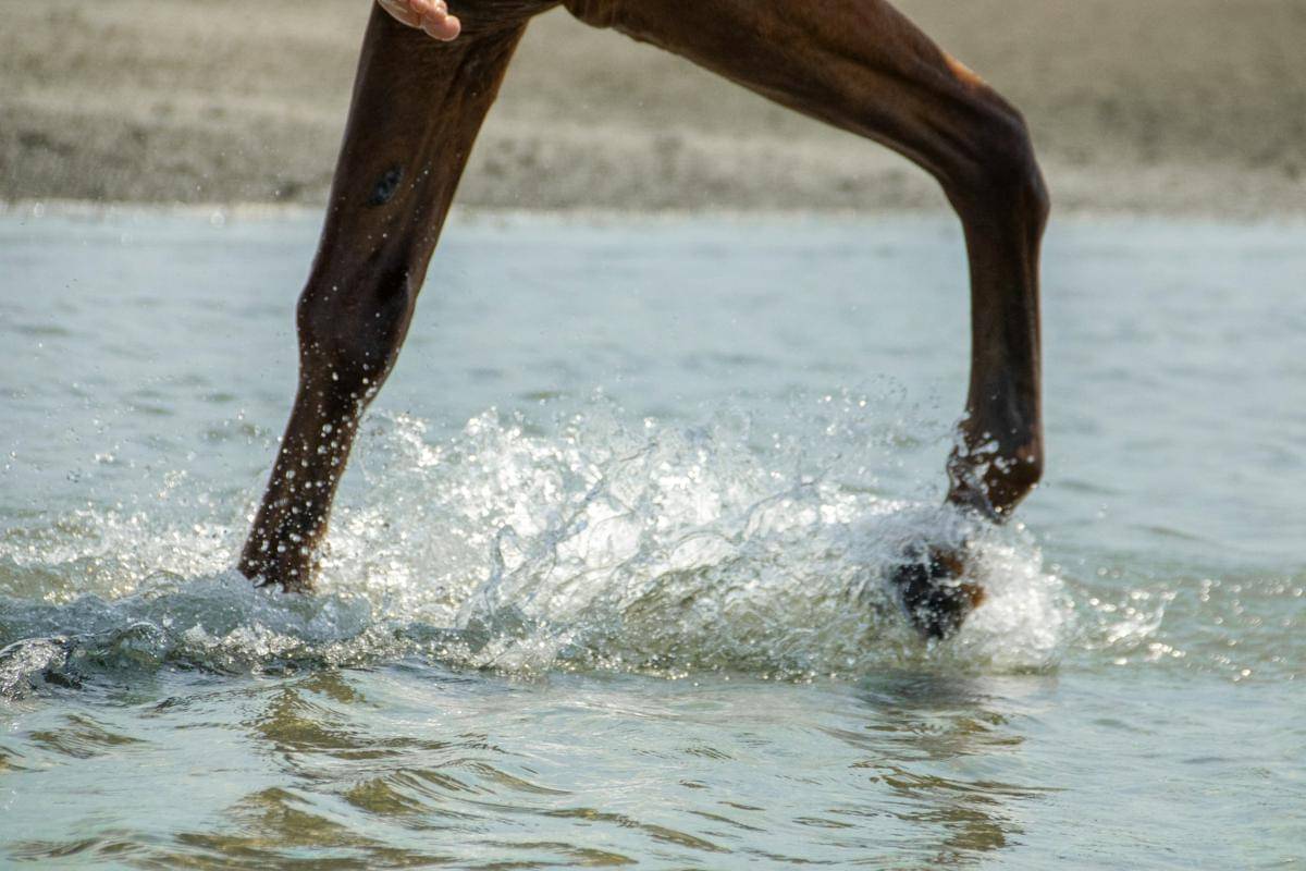 Alasan Kuda yang Patah Kaki akan Disuntik Mati, Tak Bisa Diobati?